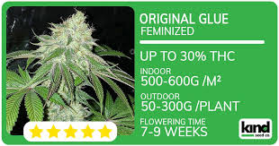Understanding Marijuana Seeds Arizona Options, Cultivation, and Regulations Understanding Marijuana Seeds Arizona Options, Cultivation, and Regulations