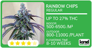 Understanding Marijuana Seeds Arizona Options, Cultivation, and Regulations Understanding Marijuana Seeds Arizona Options, Cultivation, and Regulations